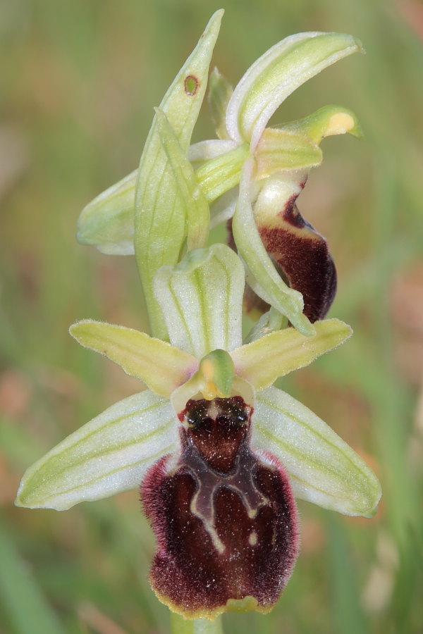 Ophrys holosericea?